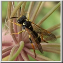 Tenthredo omissa - Blattwespe m05.jpg